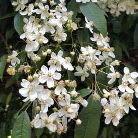 Rosa Cymosa
