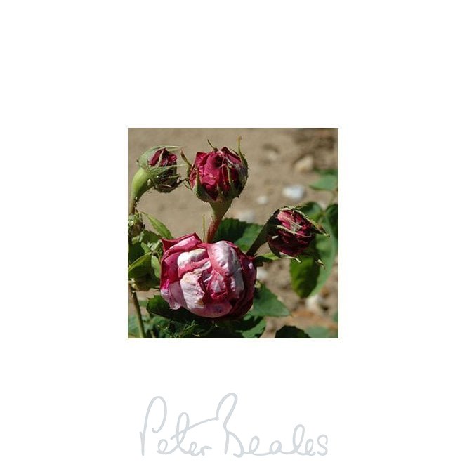 Rosa Damascena (Shrub Rose)