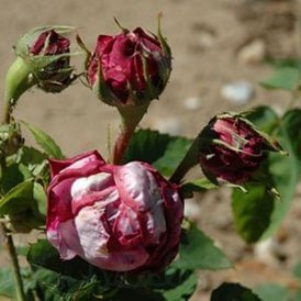 Rosa Damascena (Shrub Rose)