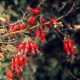 Rosa Davidii (Shrub Rose)