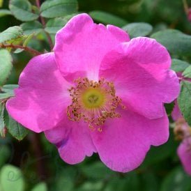 Rosa Doncasterii