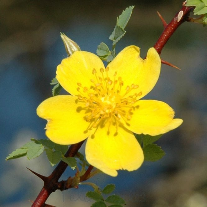 Rosa Ecae (Shrub Rose)