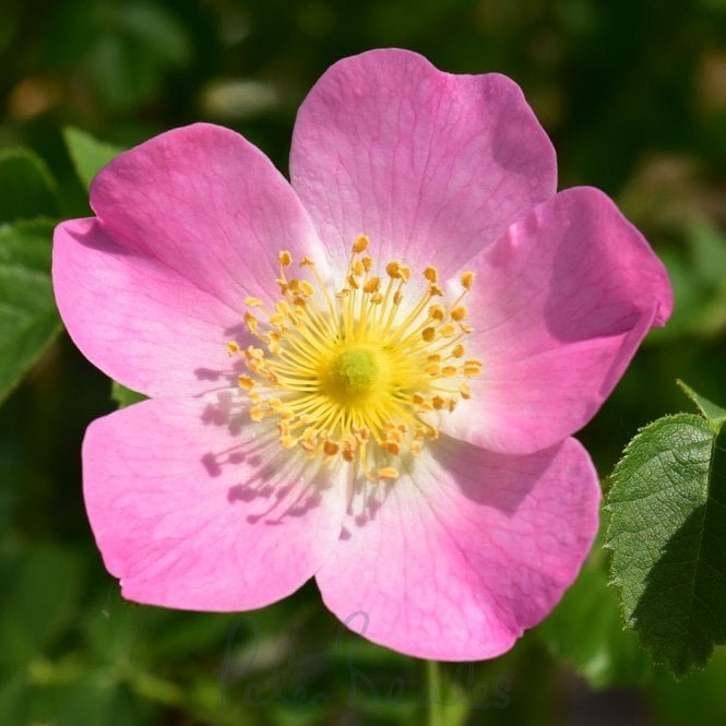Rosa Eglanteria