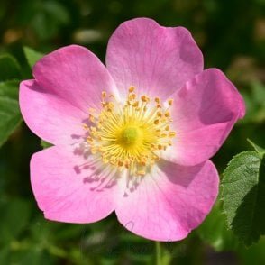 Rosa Eglanteria Potted Rose