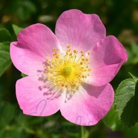 Rosa Eglanteria