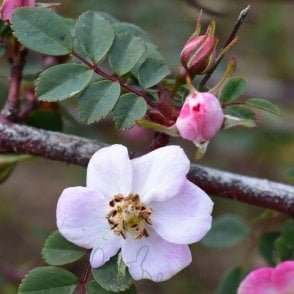 Rosa Elegantula Persetosa Bare Root Rose