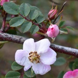 Rosa Elegantula Persetosa