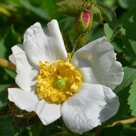 Rosa Fedtschenkoana