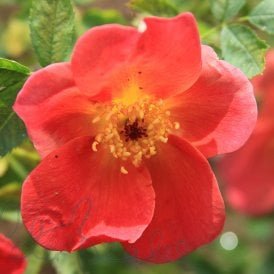 Rosa Foetida Bicolor (Shrub Rose)