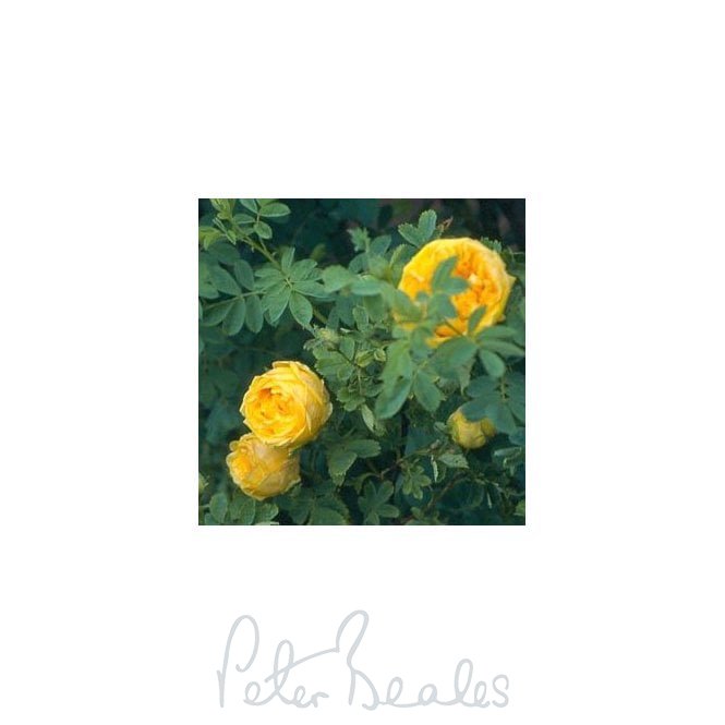 Rosa Foetida Persiana (Shrub Rose)
