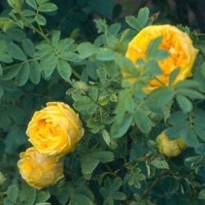 Rosa Foetida Persiana (Shrub Rose) Bare Root Rose