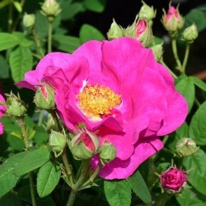 Rosa Gallica Officinalis Potted Rose