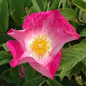 Rosa Gallica (Shrub Rose) Bare Root Rose