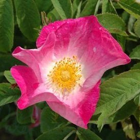 Rosa Gallica (Shrub Rose)