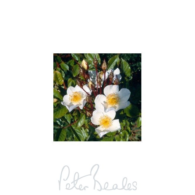 Rosa Gentiliana (Rambling Rose)
