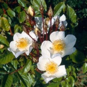 Rosa Gentiliana (Rambling Rose) Bare Root Rose