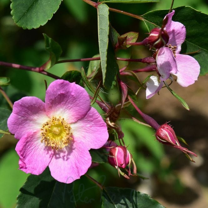 Rosa Giraldii (Shrub Rose)
