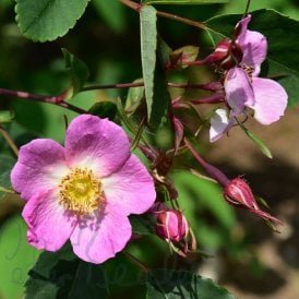 Rosa Giraldii (Shrub Rose)