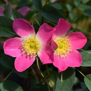 Rosa Glauca Carmenetta (Shrub Rose) Bare Root Rose
