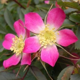 Rosa Glauca