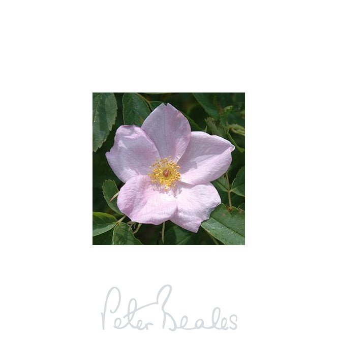 Rosa Gymnocarpa (Shrub Rose)