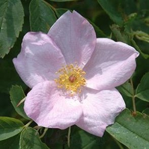 Rosa Gymnocarpa (Shrub Rose) Bare Root Rose