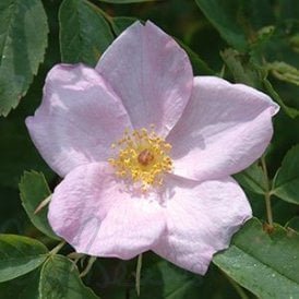 Rosa Gymnocarpa (Shrub Rose)