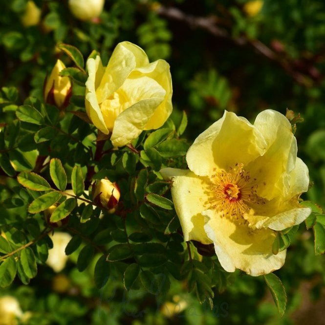 Rosa Headleyensis