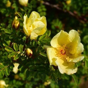 Rosa Headleyensis Bare Root Rose