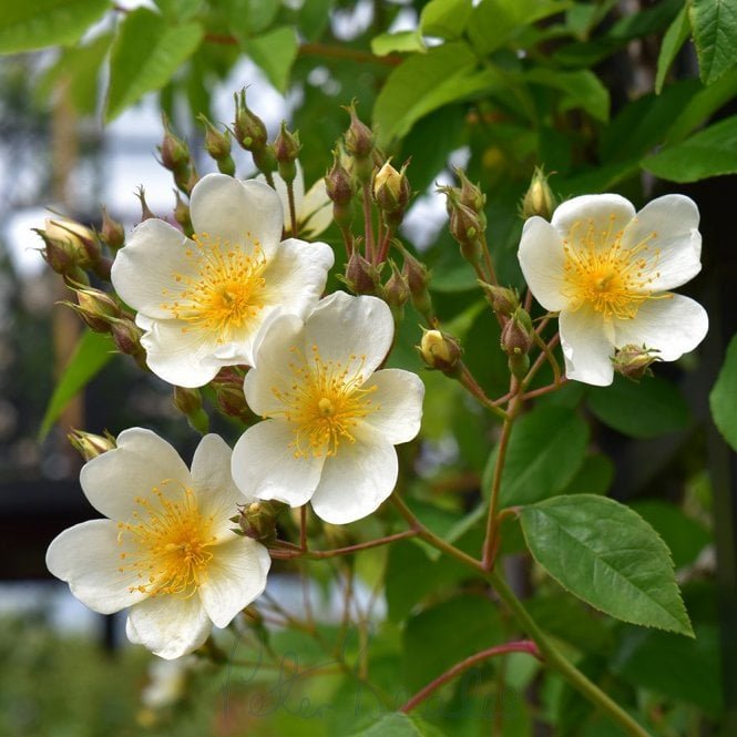 Rosa Helenae