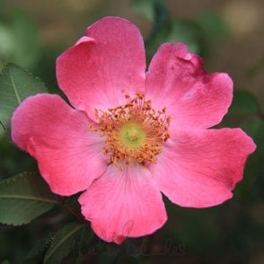 Rosa Highdownensis Bare Root Rose