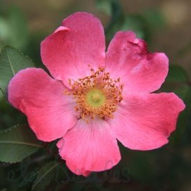 Rosa Highdownensis