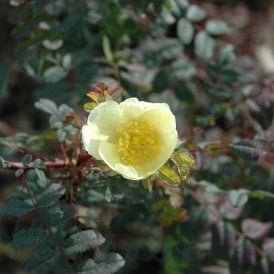 Rosa Hugonis (Shrub Rose)