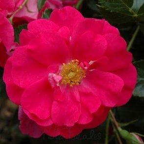 Rosa Kordesii (Shrub Rose) Bare Root Rose
