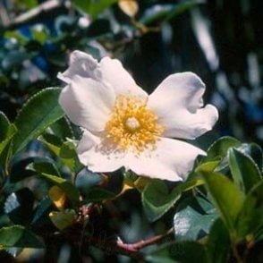 Rosa Laevigata (Rambling Rose) Bare Root Rose