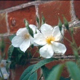 Rosa Luciae (Rambling Rose)