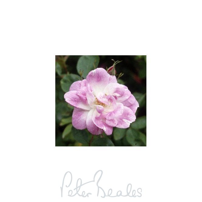 Rosa Manetti (Shrub Rose)