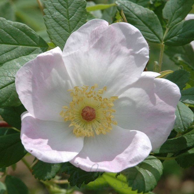 Rosa Melina (Shrub Rose)