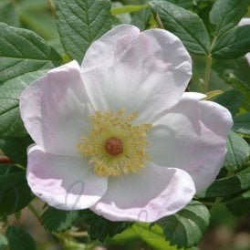 Rosa Melina (Shrub Rose)