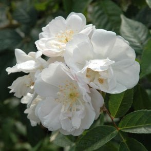 Rosa Moschata Nastarana (Rambling Rose) Bare Root Rose