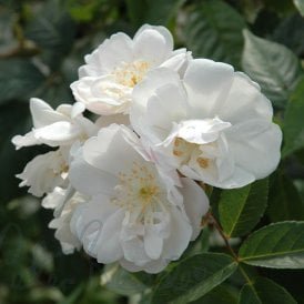 Rosa Moschata Nastarana (Rambling Rose)