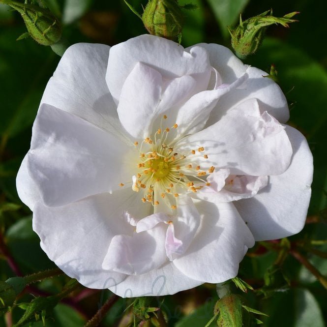 Rosa Moschata