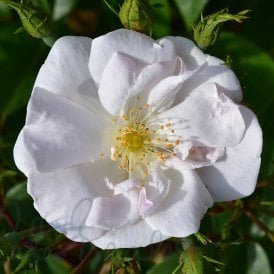 Rosa Moschata