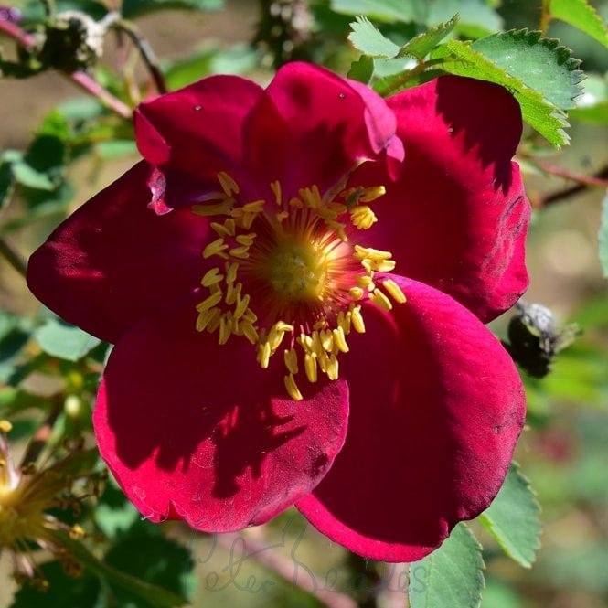 Rosa Moyesii Hillierii (Shrub Rose)