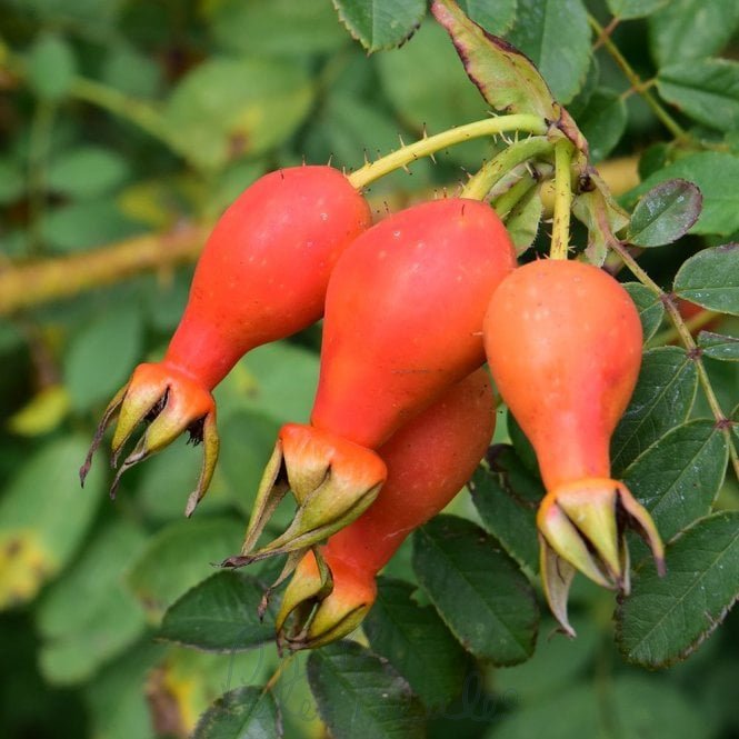 Rosa Moyesii
