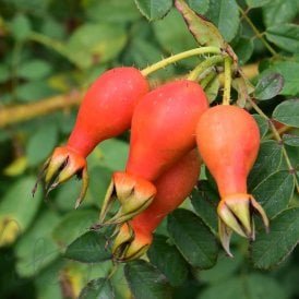 Rosa Moyesii