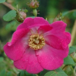 Rosa Moyesii Sealing Wax (Shrub Rose) Bare Root Rose
