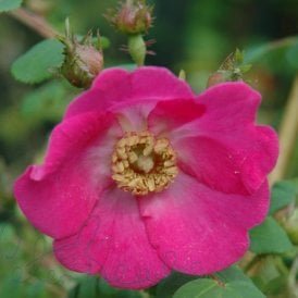 Rosa Moyesii Sealing Wax (Shrub Rose)
