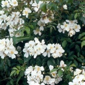 Rosa Mulliganii (Rambling Rose)