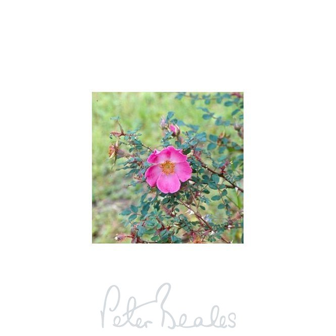 Rosa Multibracteata (Shrub Rose)